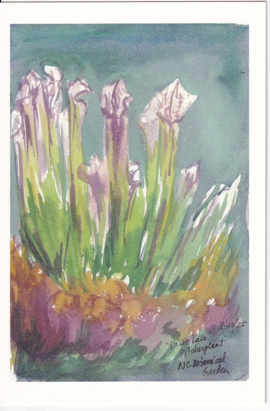 Dixie Lace Pitcher Plant (Chapel Hill) – Fine Art 4x6 Prints